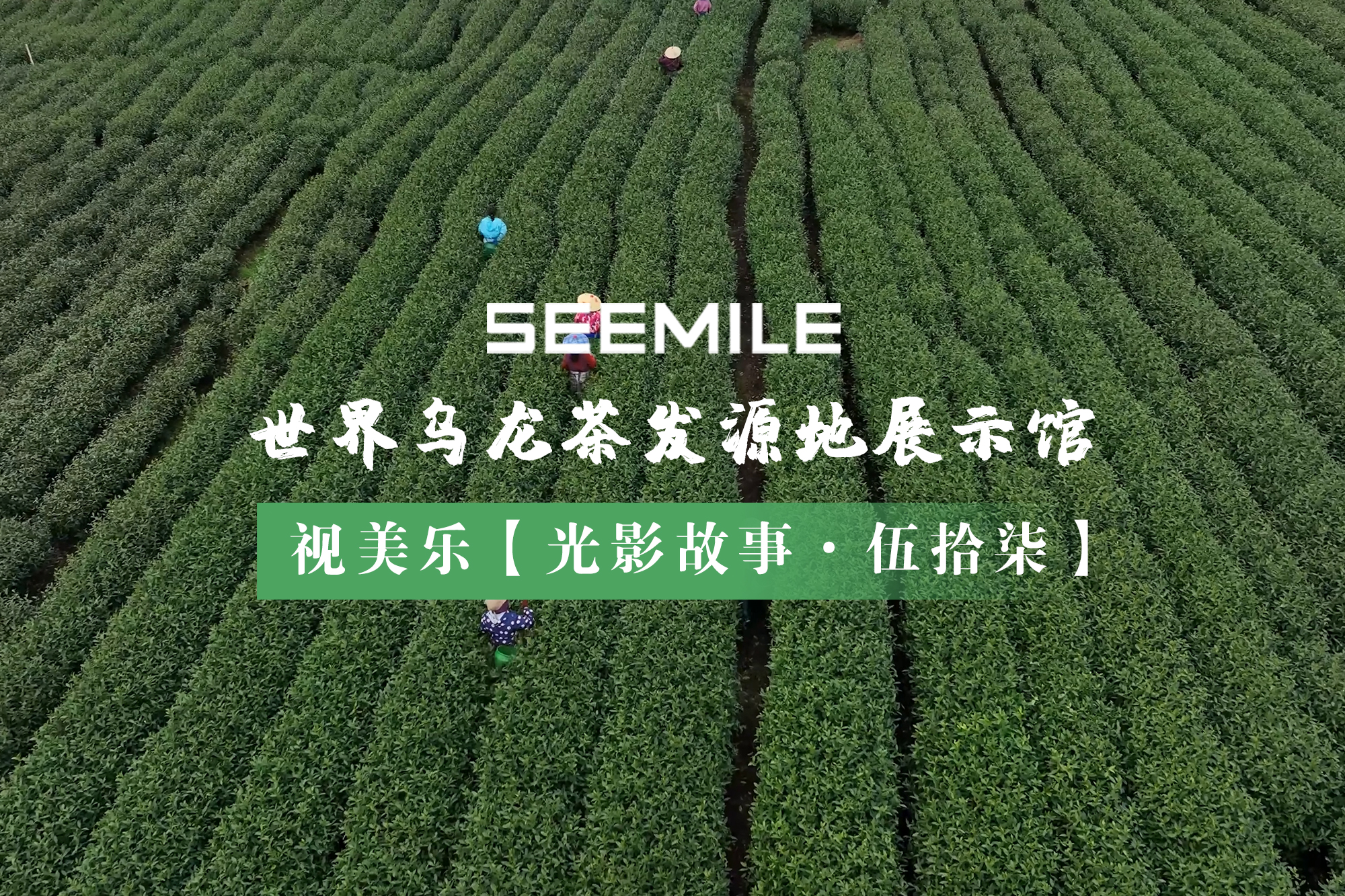 從一片青葉到世界名茶，視美樂用光影演繹烏龍茶的“前世今生”